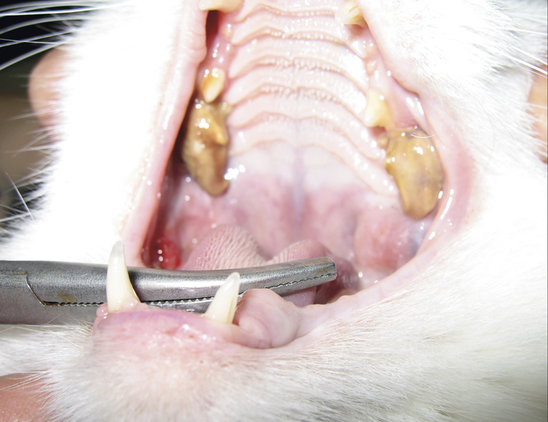 Лечение гомеопатическими препаратами Травматин и Травма-гель болезней зубов  и полости рта у собак и кошек